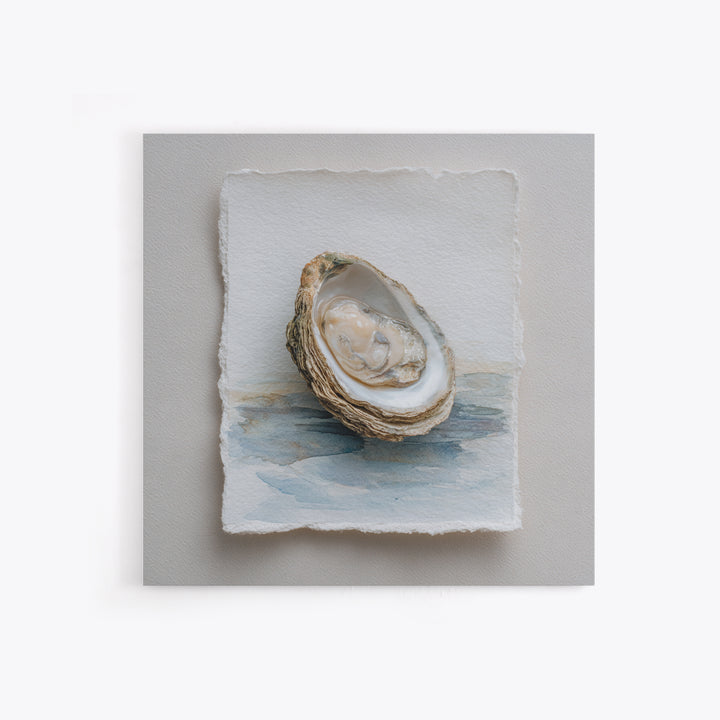 Oyster Shell Study Framed Canvas Print, Coastal Art, Beach Art, Coastal Decor, Oil Painting, Coastal, Room Decor, COA-1x1-51