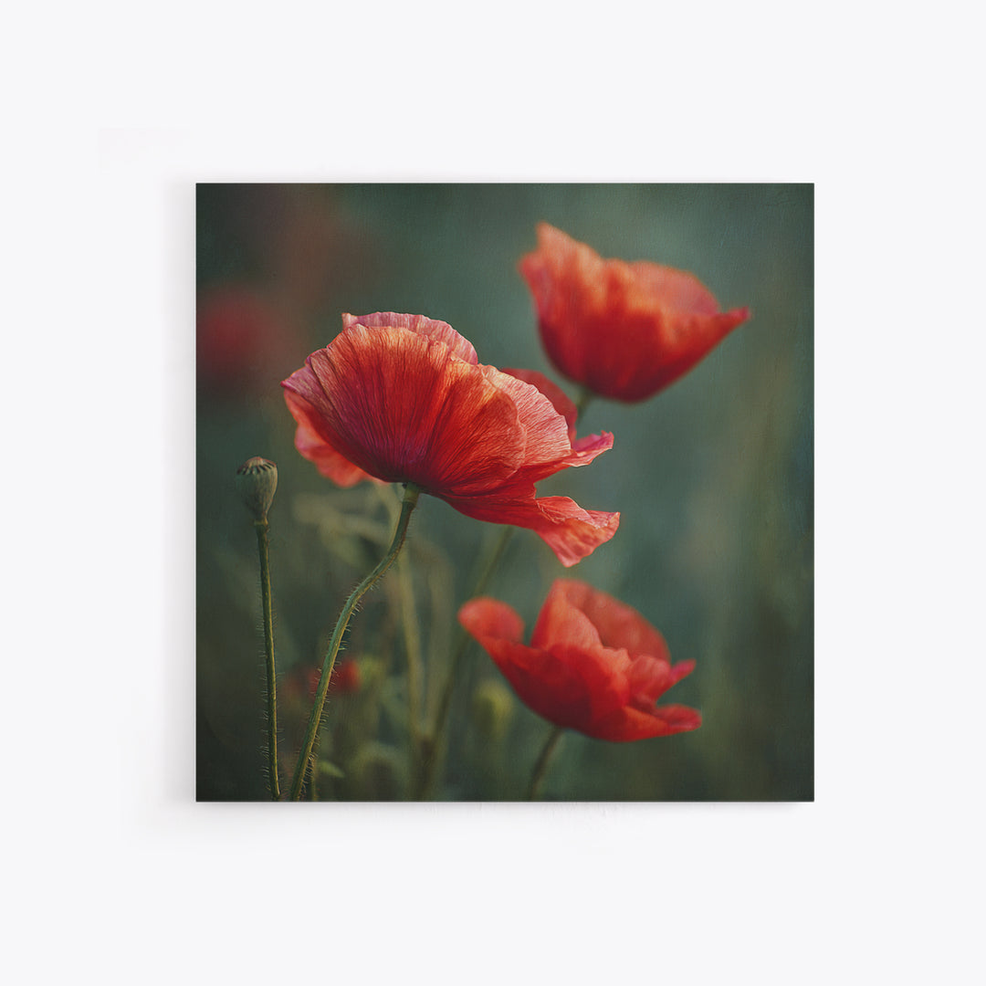Poppy Field with Red Petals and Green Framed Canvas Print, Floral Art, Gallery Decor, Living Room Decor, Fine Art, Bloom, FLO-1x1-32