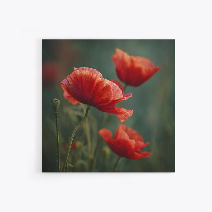 Poppy Field with Red Petals and Green Framed Canvas Print, Floral Art, Gallery Decor, Living Room Decor, Fine Art, Bloom, FLO-1x1-32