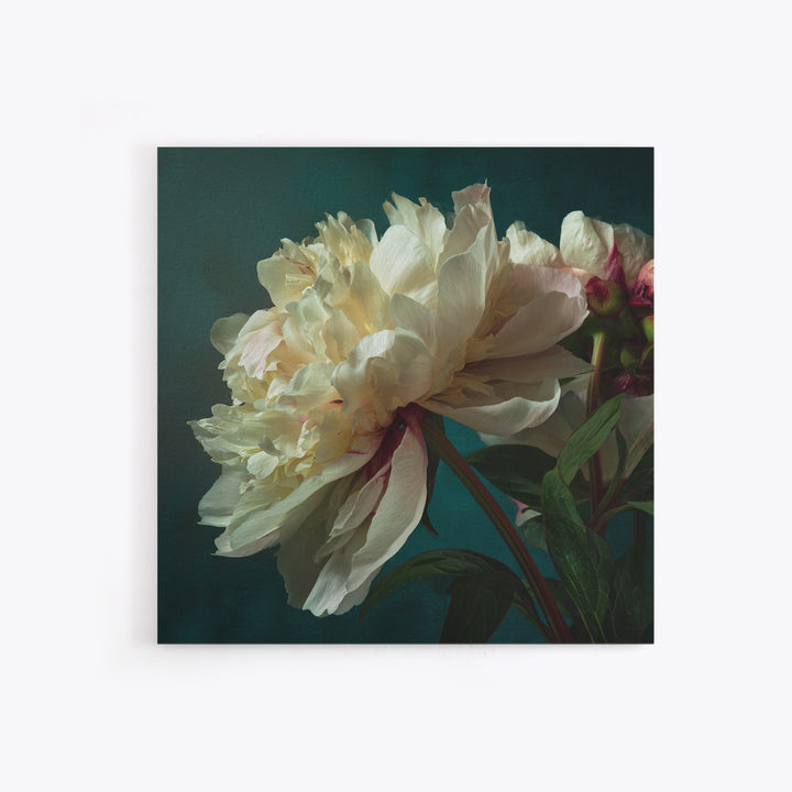 Romantic Neutral Peony Closeup Canvas Print, Master Bedroom, Vinyl Wall Decal, Bedroom Decor, Fine Art, Sanctuary, MAS-1x1-26