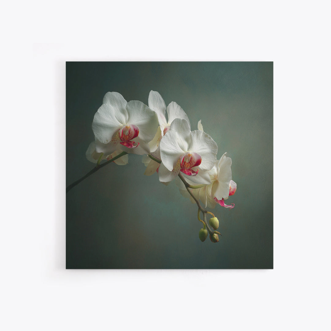 White Orchids Against Warm Gray Background Framed Canvas Print, Master Bedroom, Bedroom Decor, Abstract Art, Sanctuary, MAS-1x1-57