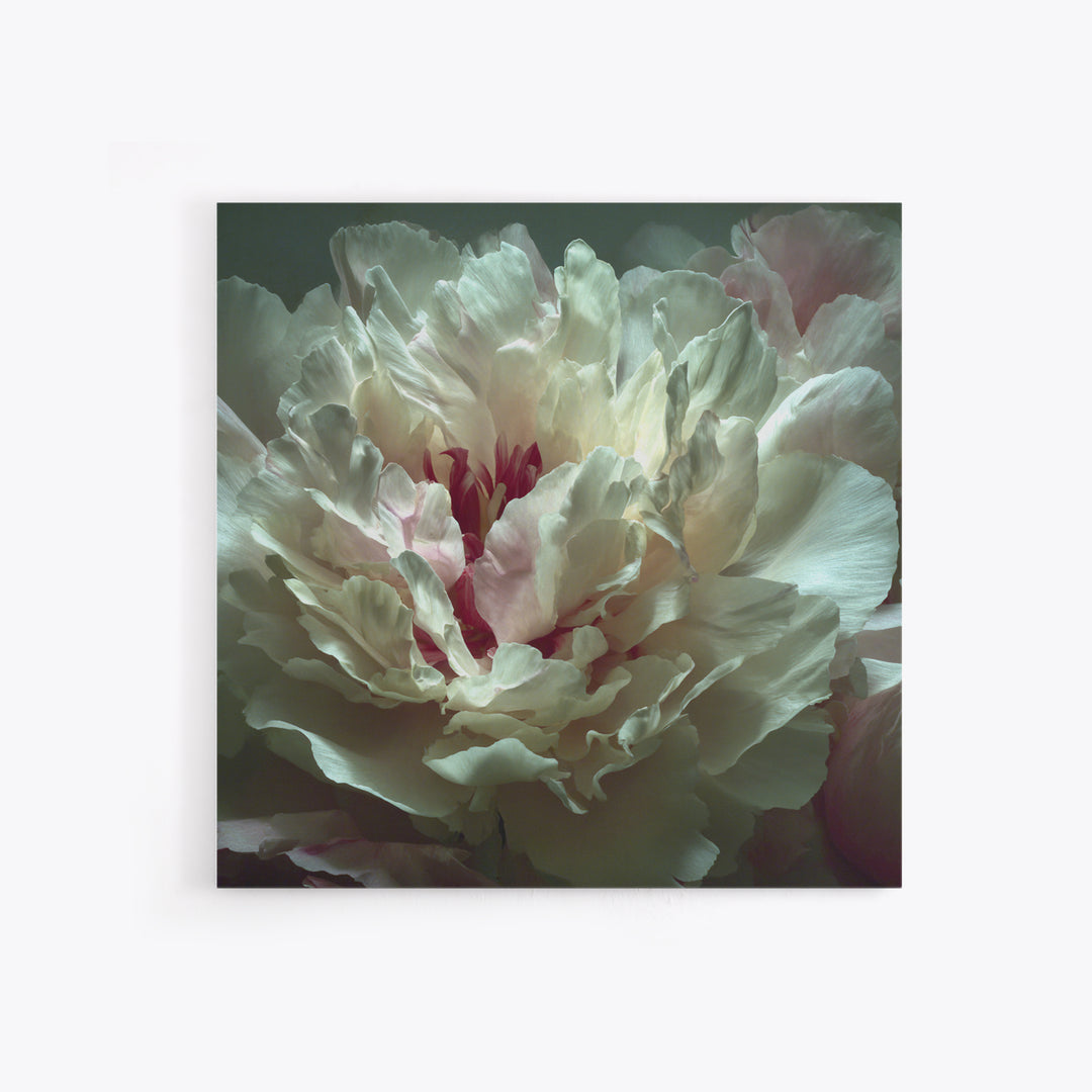 Romantic Neutral Peony Closeup Canvas Print, Master Bedroom, Textured Painting, Bedroom Decor, Fine Art, Sanctuary, Wall Decal, MAS-1x1-98