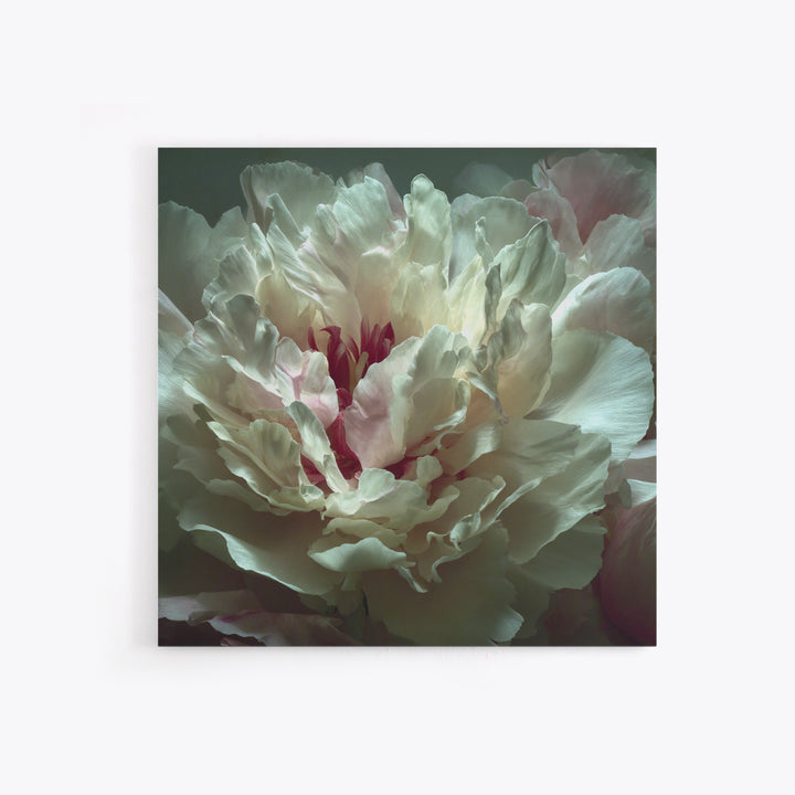 Romantic Neutral Peony Closeup Canvas Print, Master Bedroom, Textured Painting, Bedroom Decor, Fine Art, Sanctuary, Wall Decal, MAS-1x1-98