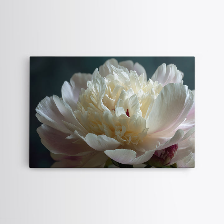 Romantic Neutral Peony Closeup Canvas Print, Master Bedroom, Wall Art Bedroom, Bedroom Decor, Sanctuary, Statement Artwork, MAS-3x2-30