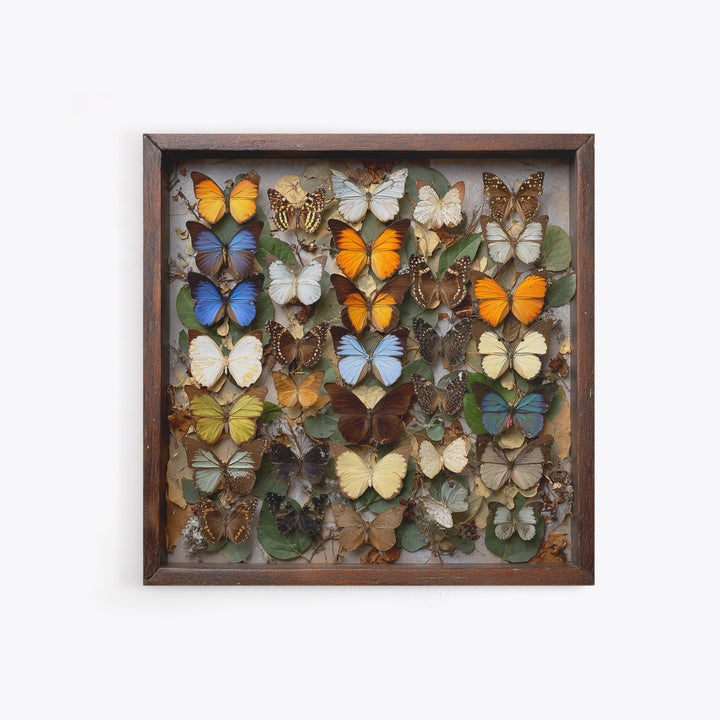 Framed Butterfly Collection Framed Canvas Print, Maximalist Art, Moody Wall Art, Living Room Decor, Fine Art, Maximal, MAX-1x1-71