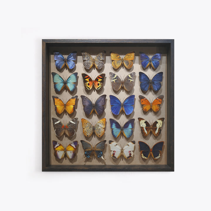 Framed Butterfly Collection Canvas Print, Maximalist Art, Fine Art Print, Living Room Decor, Fine Art, Maximal, Digital Prints, MAX-1x1-95