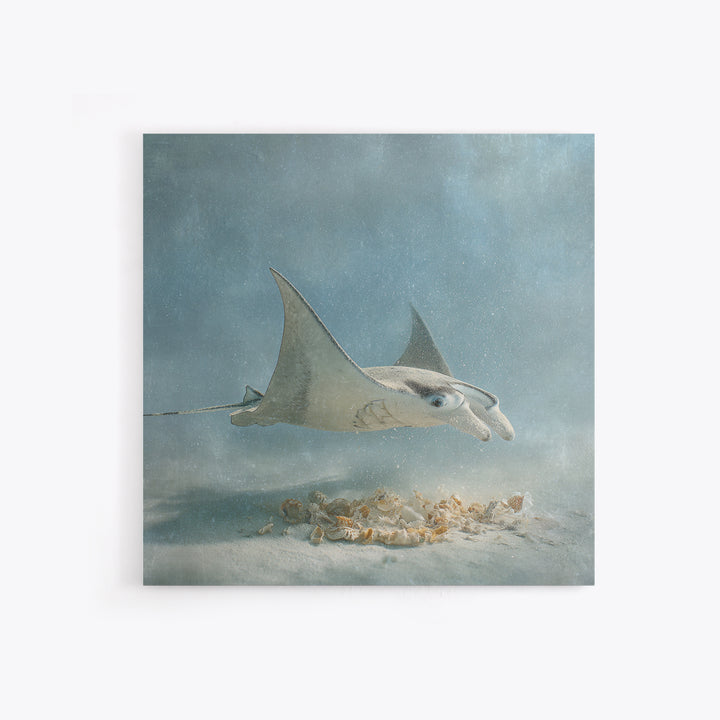 Manta Ray Flying Through Underwater Light Framed Canvas Print, Marine Life Art, Ocean Prints, Living Room Decor, Marine, MLA-1x1-38