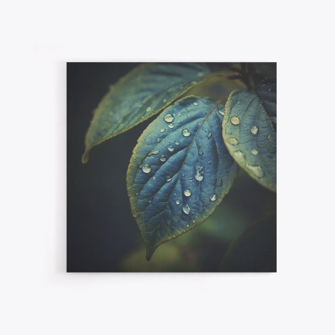 Rain Drops on a Large Green Leaf Framed Canvas Print, Nature Art, Statement Artwork, Living Room Decor, Fine Art, Nature, NAT-1x1-33