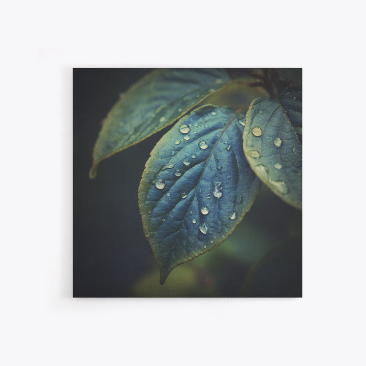 Rain Drops on a Large Green Leaf Framed Canvas Print, Nature Art, Statement Artwork, Living Room Decor, Fine Art, Nature, NAT-1x1-33
