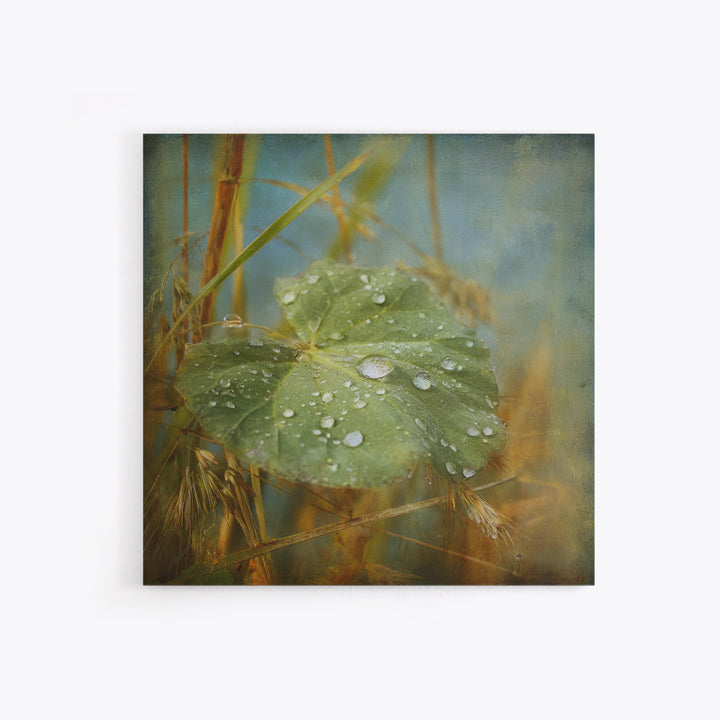 Rain Drops on a Large Green Leaf Framed Canvas Print, Nature Art, Statement Artwork, Living Room Decor, Fine Art, Nature, NAT-1x1-57