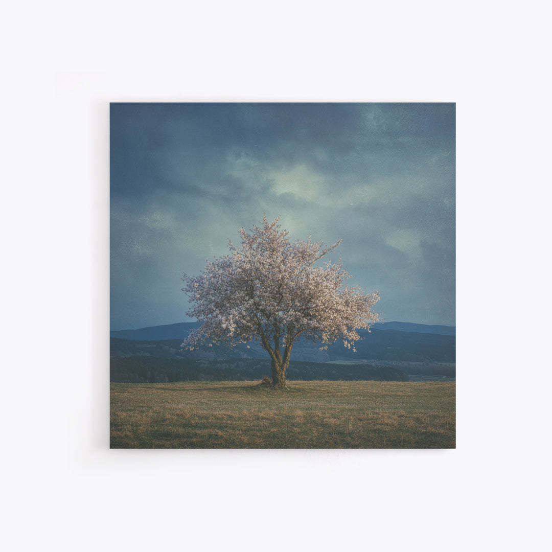 Spring Cherry Blossoms Framed Canvas Print, Nature Art, Modern Wall Art, Living Room Decor, Fine Art, Nature, Mountain Art, NAT-1x1-64
