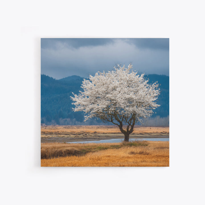 Spring Cherry Blossoms Framed Canvas Print, Nature Art, Textured Painting, Living Room Decor, Fine Art, Nature, NAT-1x1-88