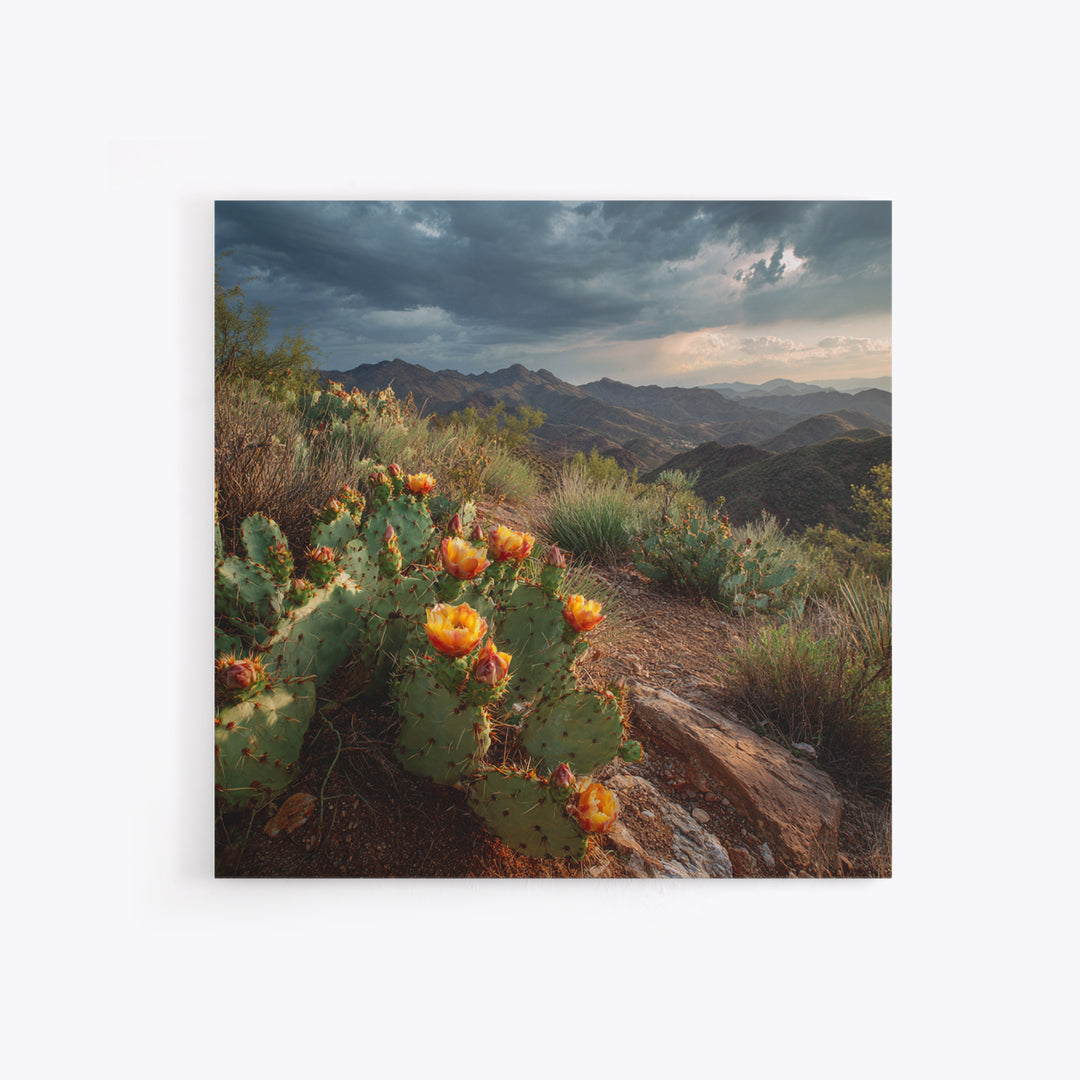 Desert Cactus Blooming After Rain Canvas Print, Nature Art, Nature Wall Art, Living Room Decor, Fine Art, Nature, NAT-1x1-92