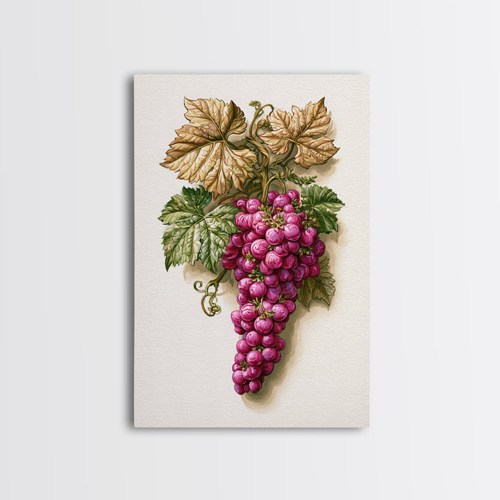 Wine Grapevine Botanical Study Canvas Print, Restaurant Art, Canvas, Restaurant Decor, Fine Art, Bistro, Living Room Decor, RES-2x3-23