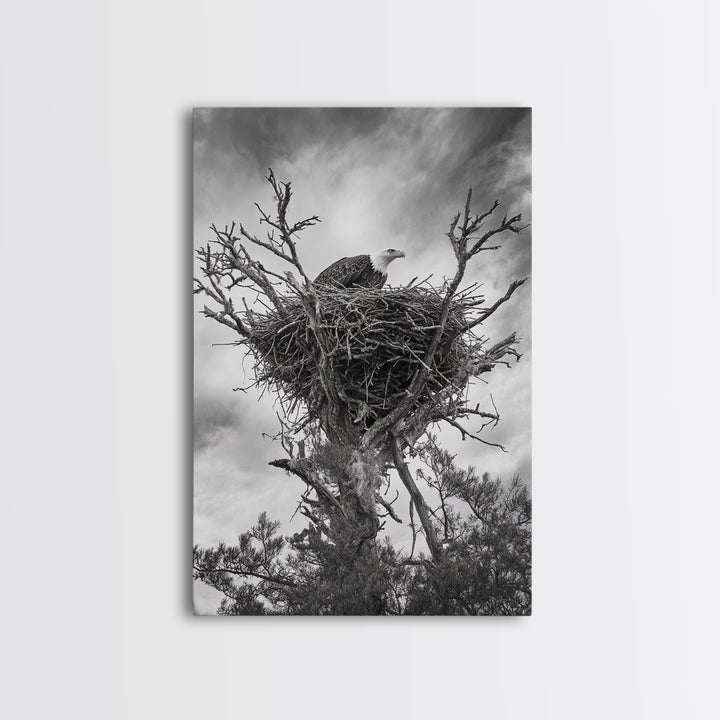 Bald Eagle, bird art, nature photography, moody art, rustic decor, patriotic wall art, black and white, framed canvas print, wildlife art