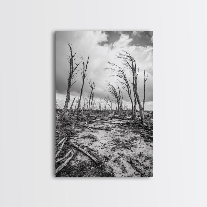Windblown Trees, stormy sky, moody landscape, wabi sabi art, black and white, framed canvas print, rustic decor, nature photography