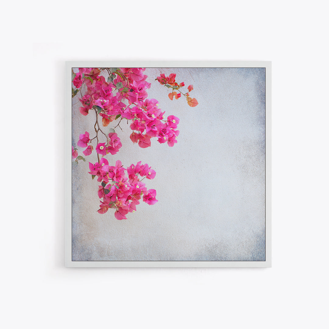 Pink Bougainvillea over White Wall Framed Canvas Print, Tropical Art, Room Decor, Living Room Decor, Fine Art, Tropic, TRO-1x1-40