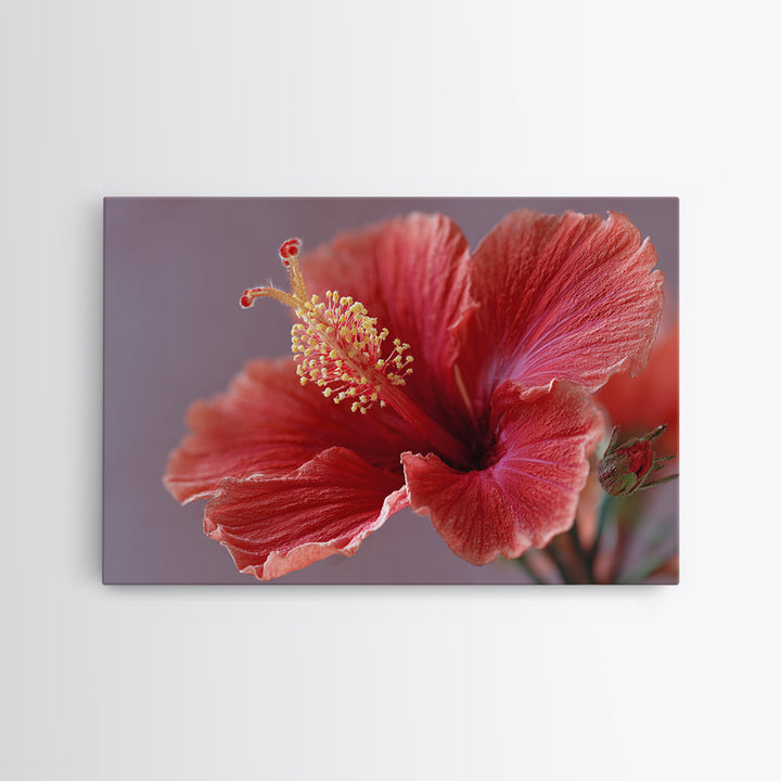 Hibiscus Flower Closeup Framed Canvas Print, Tropical Art, Fine Art Print, Living Room Decor, Watercolor Art, Tropic, TRO-3x2-81