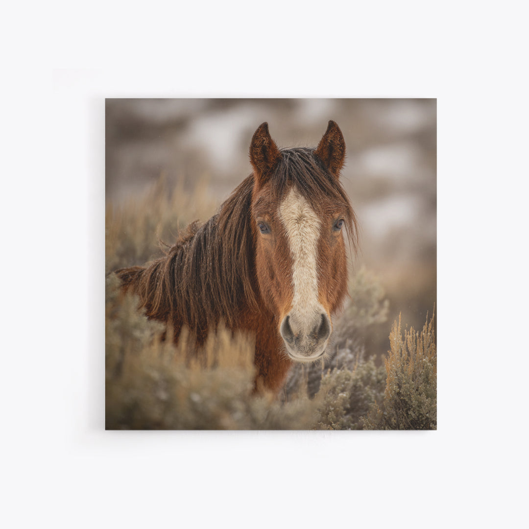 Wild Horse Portrait Framed Canvas Print, Wall Art, Boho Decor, Living Room Decor, Fine Art, Painting, Art Print, WAL-1x1-37