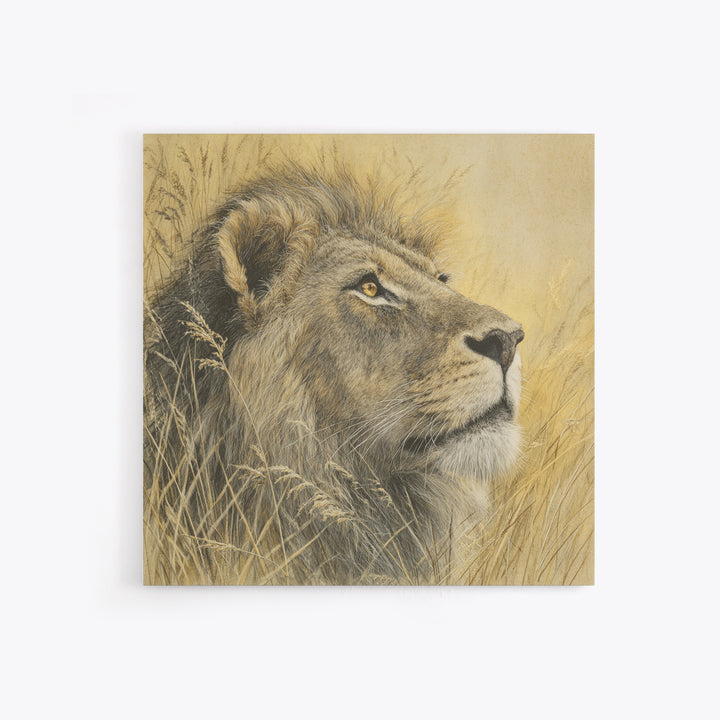 Lion Emerging from Golden Savanna Grass Framed Canvas Print, Wildlife Art, Rustic Home Decor, Living Room Decor, Fine Art, Wild, WIL-1x1-1