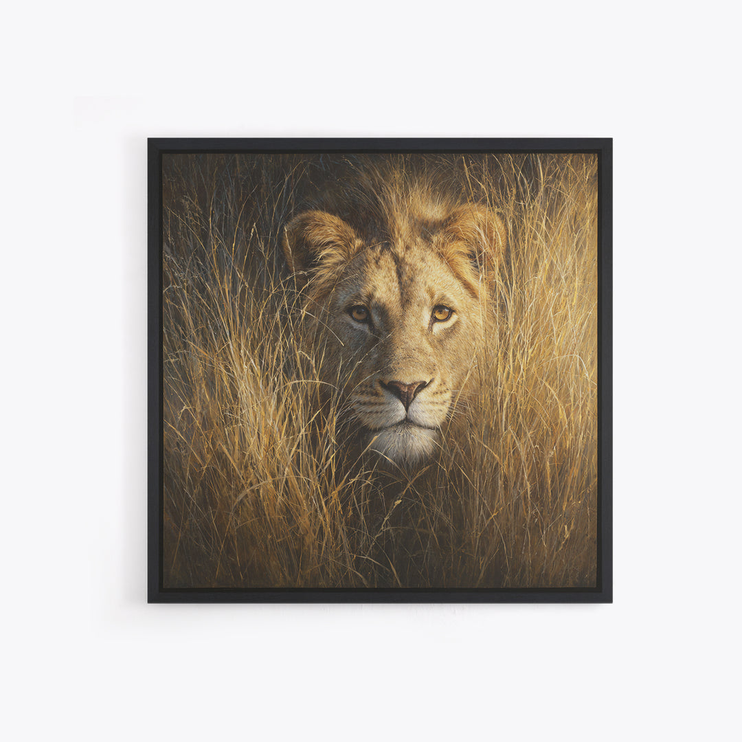 Lion Emerging from Golden Savanna Grass Canvas Print, Wildlife Art, Modern Decor, Living Room Decor, Fine Art, Wild, Home Decor, WIL-1x1-49