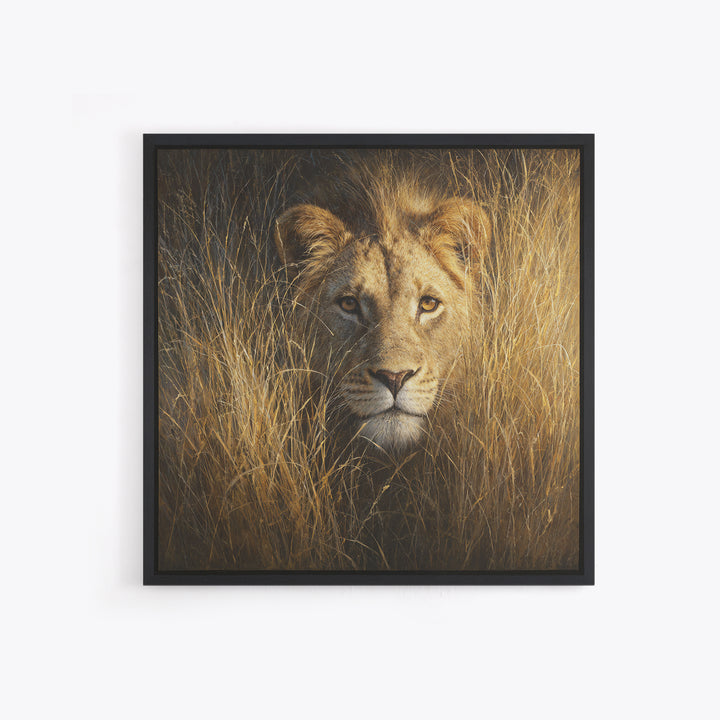 Lion Emerging from Golden Savanna Grass Canvas Print, Wildlife Art, Modern Decor, Living Room Decor, Fine Art, Wild, Home Decor, WIL-1x1-49