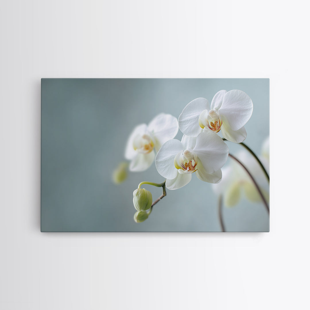 White Orchid on Light Gray Ground Canvas Print, Waiting Room Art, Digital Art Print, Waiting Room Decor, Fine Art, Calm, WRA-3x2-11