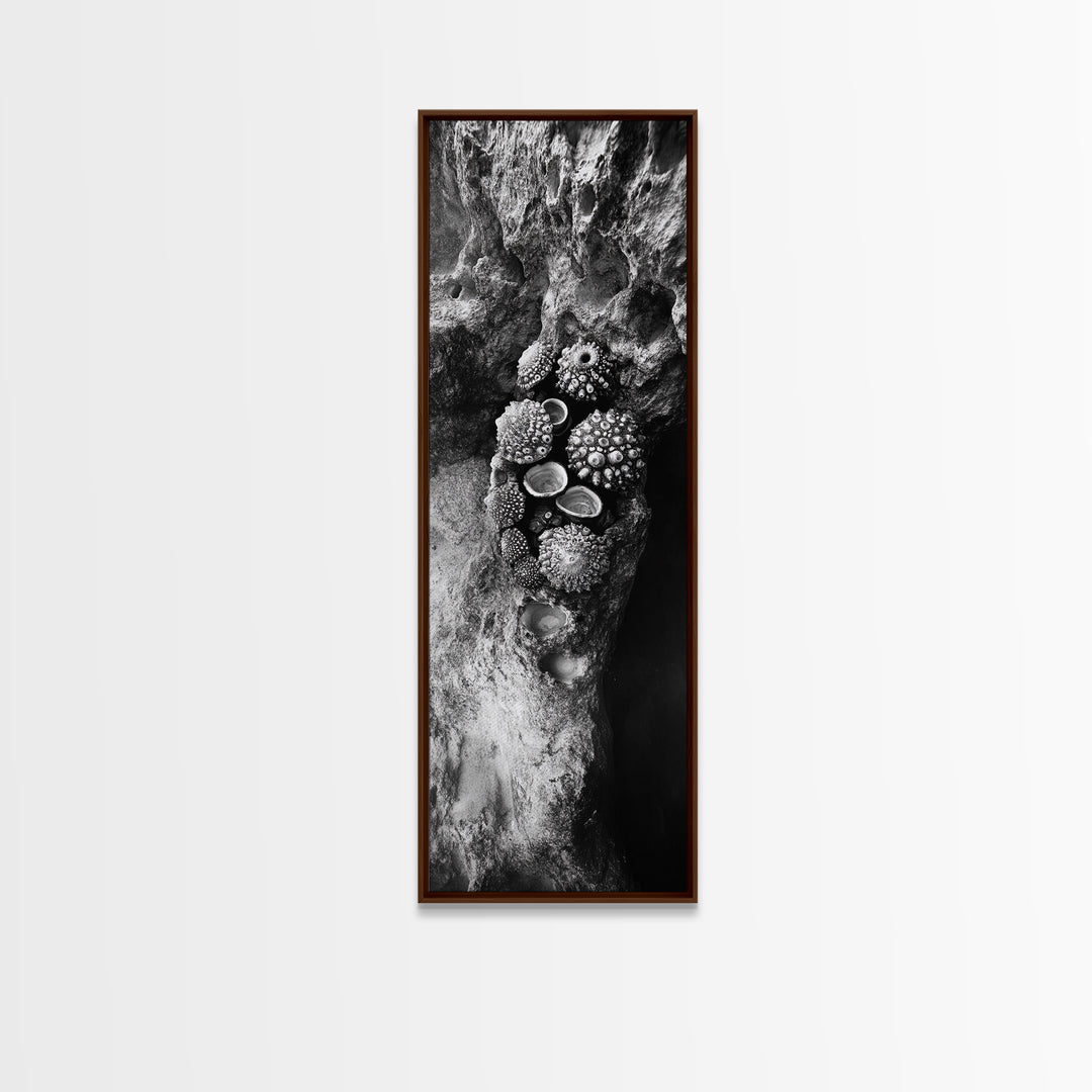 Tide Pool Life, Sea Creatures, Textured Nature, Ocean Details, Shell Art, Framed Canvas Print, Bathroom Wall Art, Coastal Boho Vibes