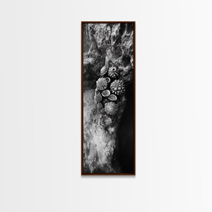 Tide Pool Life, Sea Creatures, Textured Nature, Ocean Details, Shell Art, Framed Canvas Print, Bathroom Wall Art, Coastal Boho Vibes