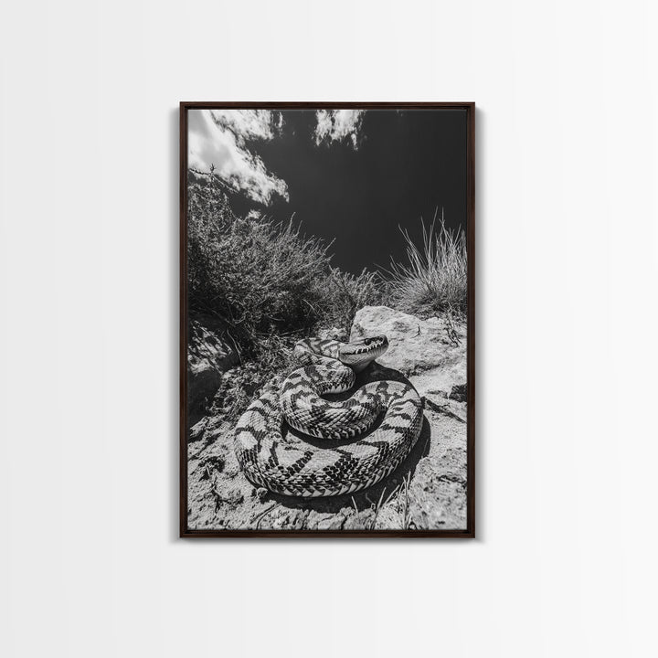 Coiled Snake, Desert Predator, Wild Reptile, Framed Canvas Print, Nature Wildlife Art, Den or Office Decor, Monochrome Animal Photography