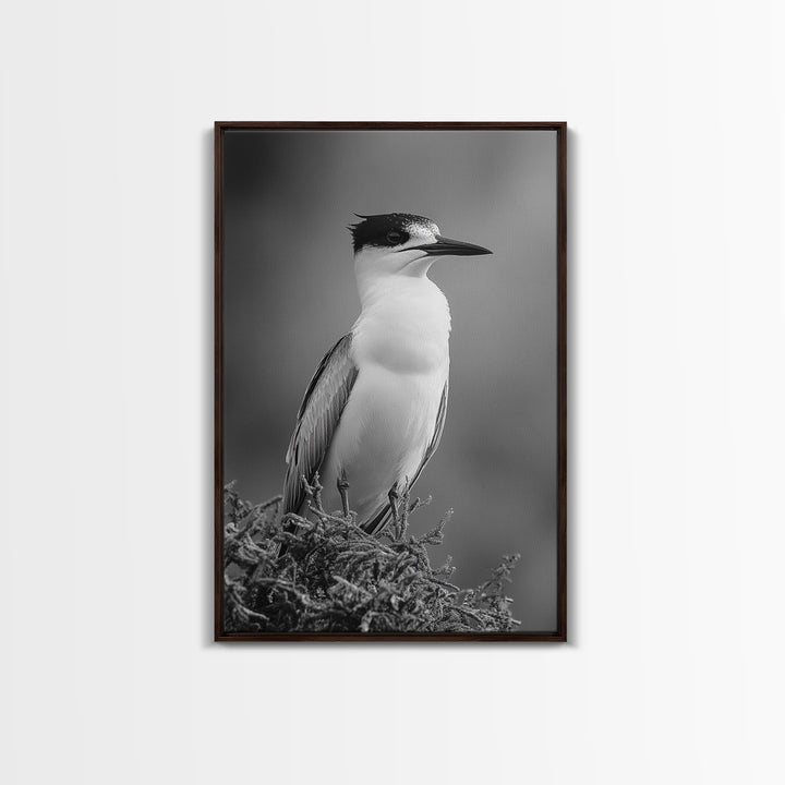Coastal Bird Portrait, Black White Art, Nature Print, Minimalist Style, Living Room Wall Decor, Framed Canvas Print, Beach House Art