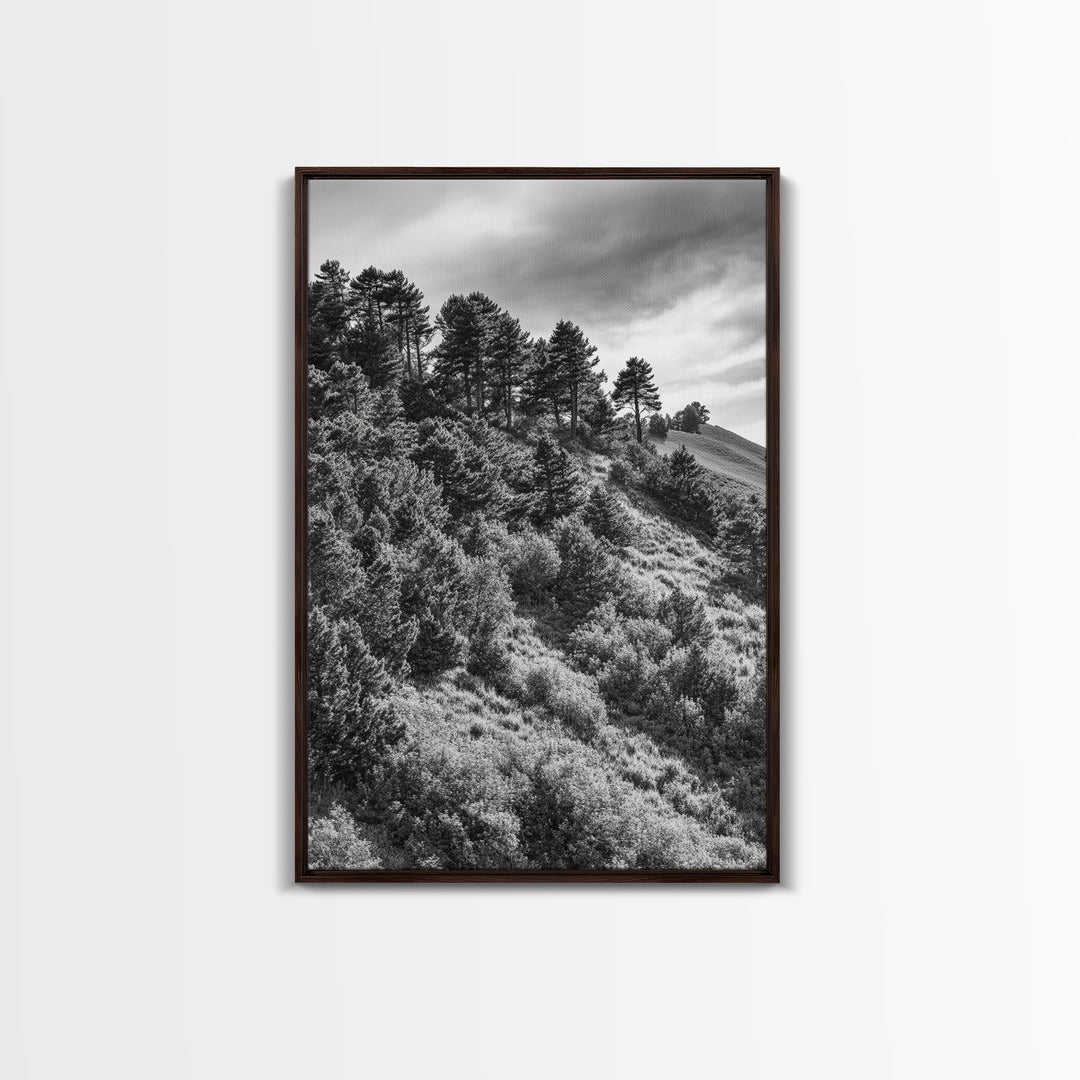Hillside Forest, Peaceful Pines, Mountain Light, Framed Canvas Print, Nature Wall Art, Cabin Decor, Woodland Landscape Scene