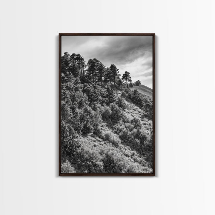 Hillside Forest, Peaceful Pines, Mountain Light, Framed Canvas Print, Nature Wall Art, Cabin Decor, Woodland Landscape Scene