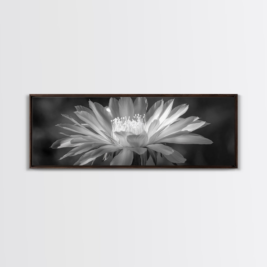 Soft Bloom, Desert Cactus Flower, Close-Up Botanical, Modern Black White Art, Framed Canvas Print, Bathroom Wall Art, Nature Photography