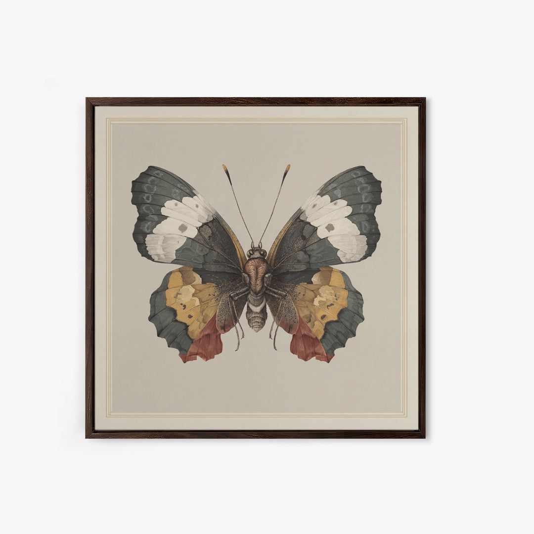 Butterfly Specimen Composition Framed Canvas Print, Animal Art, Original Art, Living Room Decor, Creature, Trendy Wall Art, ANI-1x1-47