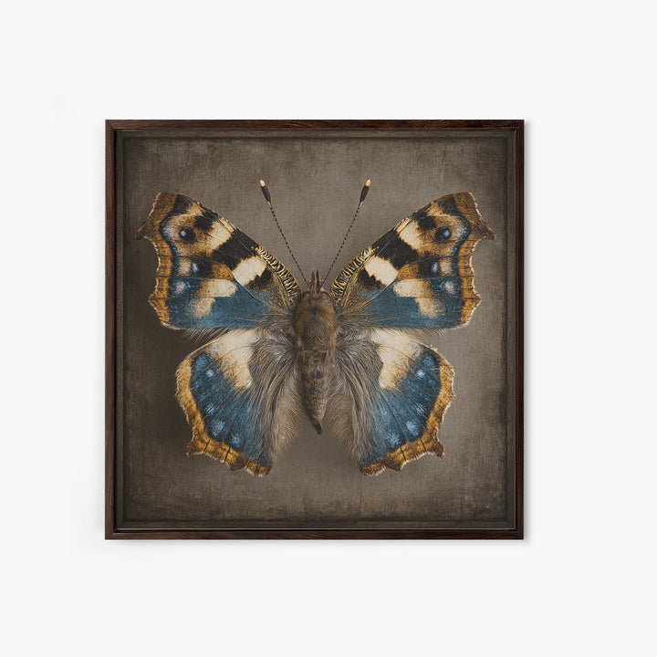 Butterfly Specimen Composition Canvas Print, Animal Art, Neutral Decor, Living Room Decor, Fine Art, Creature, Wall Art, ANI-1x1-95