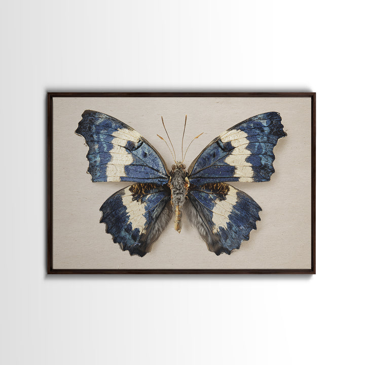 Butterfly Specimen Composition Framed Canvas Print, Animal Art, Farmhouse Decor, Living Room Decor, Fine Art, Creature, ANI-3x2-27