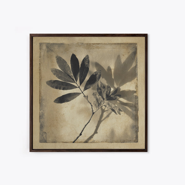 Black and White Botanical Specimen Plate Canvas Print, Black and White Art, Cabin Decor, Living Room Decor, Monochrome, BAW-1x1-71