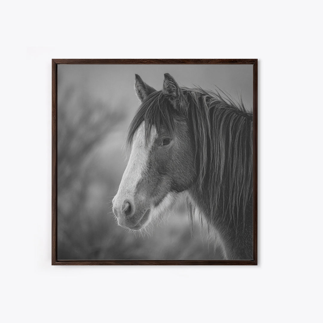 Black and White Wild Horse Portrait Canvas Print, Black and White Art, Art, Living Room Decor, Monochrome, Original Art, BAW-1x1-77