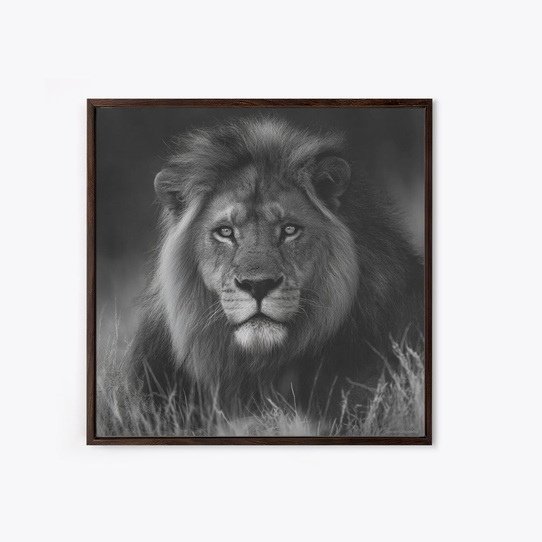 Dramatic Black and White Lion Portrait Canvas Print, Black and White Art, Contemporary Art, Living Room Decor, Monochrome, BAW-1x1-89