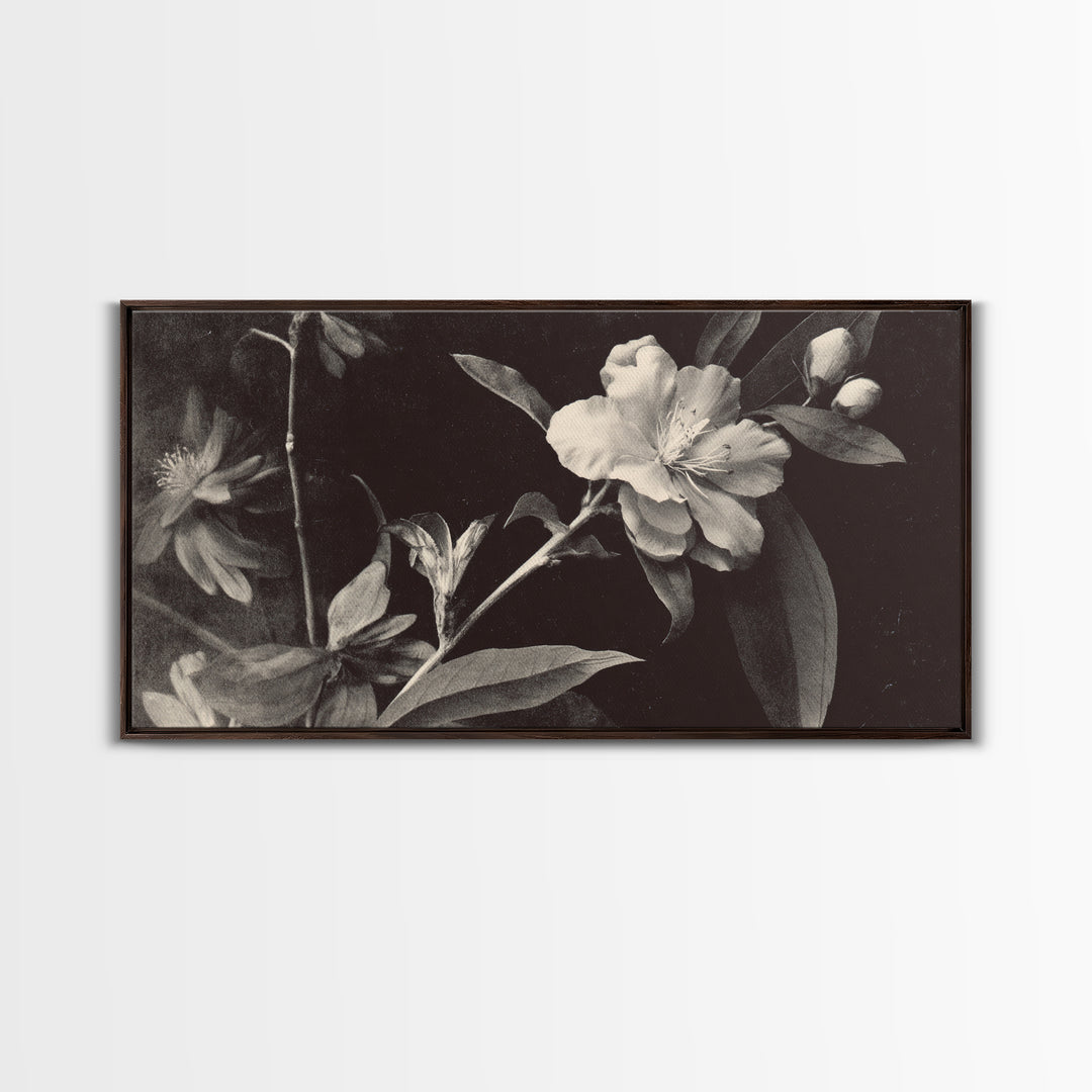 Black and White Botanical Specimen Plate Canvas Print, Black and White Art, Cabin Decor, Living Room Decor, Monochrome, BAW-2x1-19