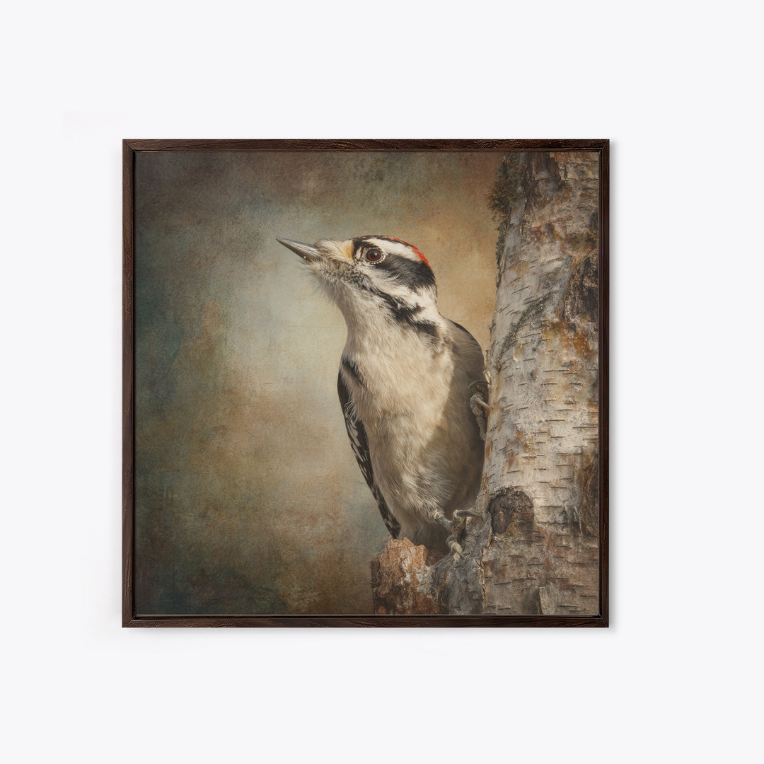 Woodpecker on Birch Bark Texture Framed Canvas Print, Bird Art, Luxury Decor, Living Room Decor, Oil Painting, Flight, BIR-1x1-93