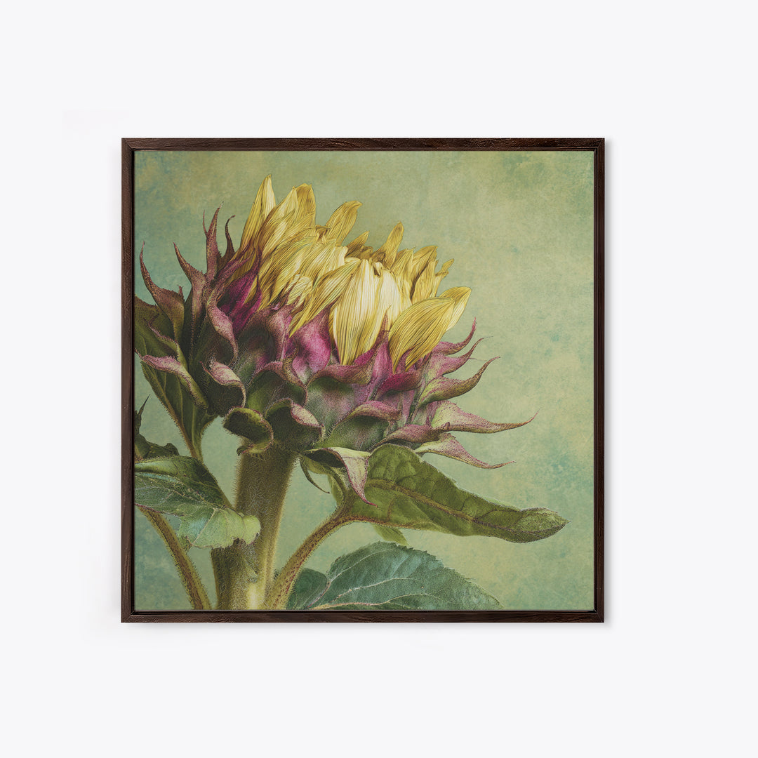 Sunflower Head Closeup Framed Canvas Print, Botanical Art, Framed Wall Art, Living Room Decor, Botanic, Boho Wall Decor, BOT-1x1-16