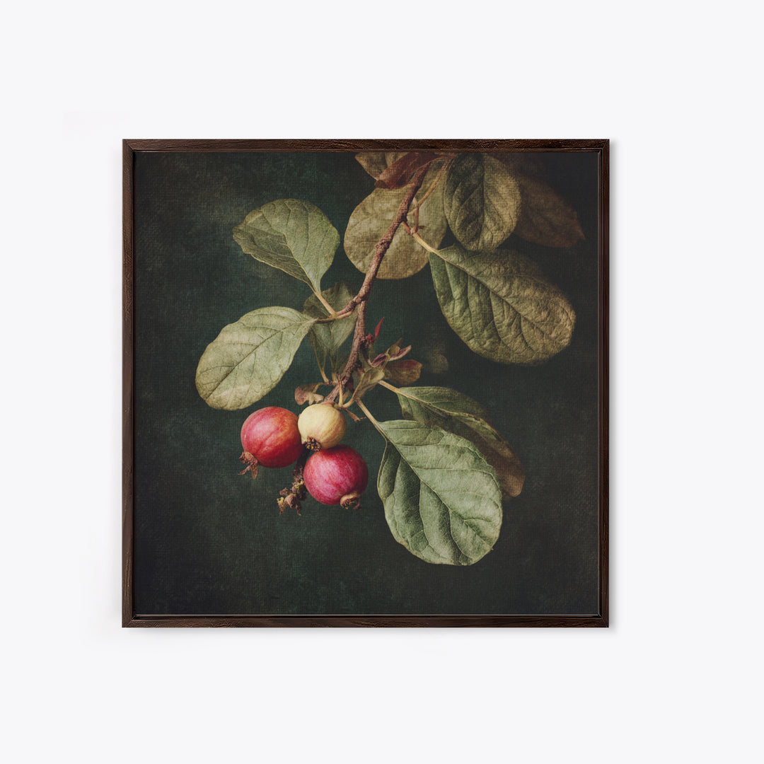 Fig Branch with Fruit and Broad Leaves Framed Canvas Print, Botanical Art, Neutral Decor, Living Room Decor, Oil Painting, BOT-1x1-63