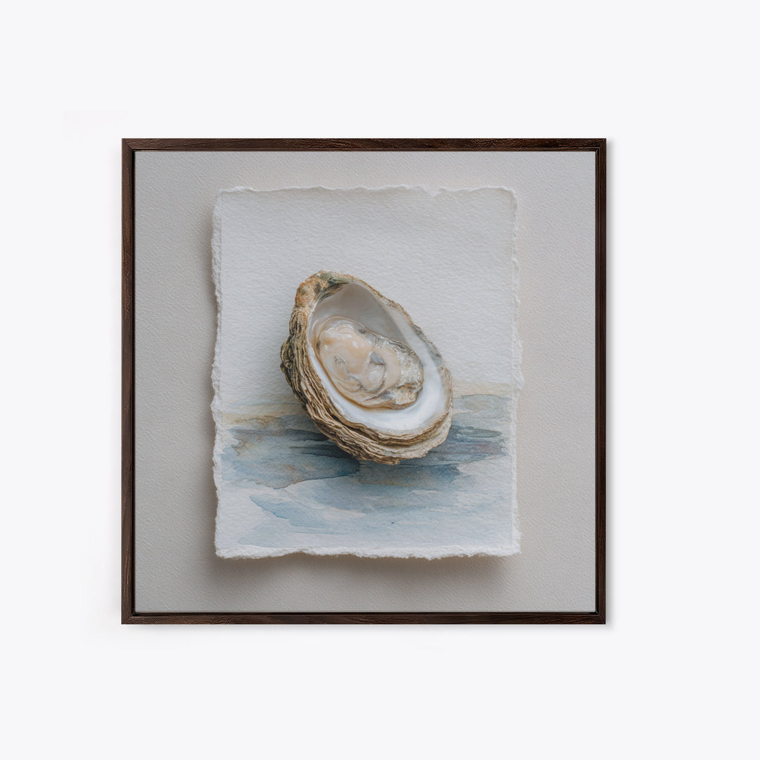 Oyster Shell Study Framed Canvas Print, Coastal Art, Beach Art, Coastal Decor, Oil Painting, Coastal, Room Decor, COA-1x1-51