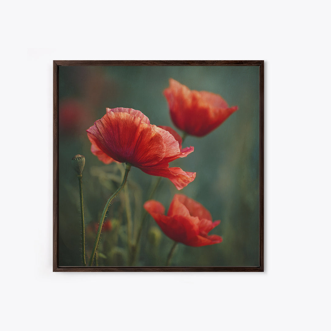 Poppy Field with Red Petals and Green Framed Canvas Print, Floral Art, Gallery Decor, Living Room Decor, Fine Art, Bloom, FLO-1x1-32