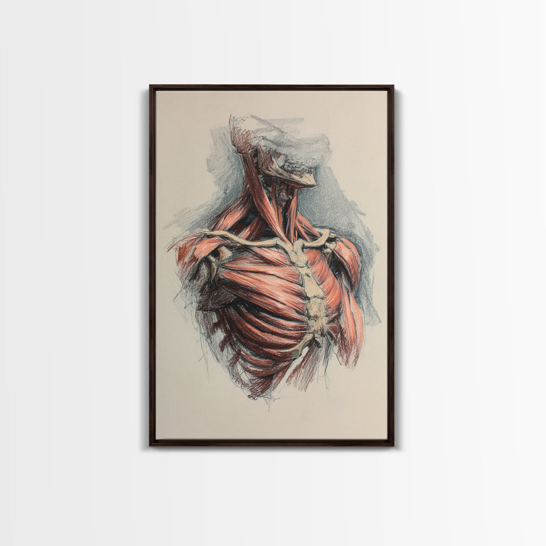 Anatomical Muscle Study Framed Canvas Print, Fitness Studio Art, Modern Decor, Gym Decor, Abstract Art, Motion, FSA-2x3-17