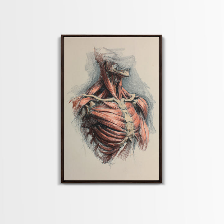 Anatomical Muscle Study Framed Canvas Print, Fitness Studio Art, Modern Decor, Gym Decor, Abstract Art, Motion, FSA-2x3-17