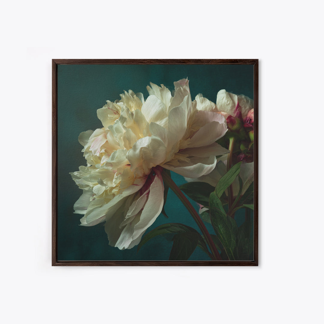 Romantic Neutral Peony Closeup Canvas Print, Master Bedroom, Vinyl Wall Decal, Bedroom Decor, Fine Art, Sanctuary, MAS-1x1-26