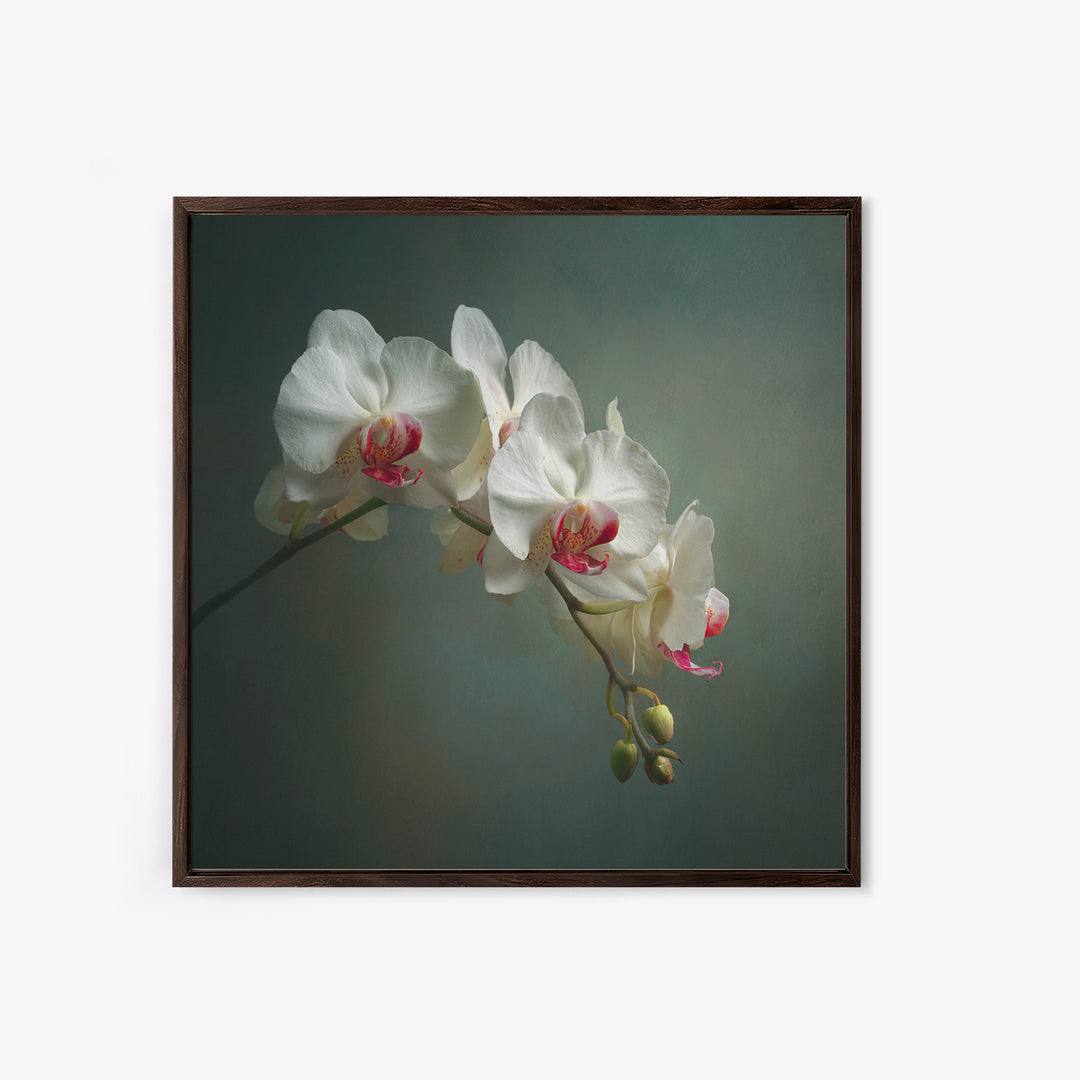 White Orchids Against Warm Gray Background Framed Canvas Print, Master Bedroom, Bedroom Decor, Abstract Art, Sanctuary, MAS-1x1-57